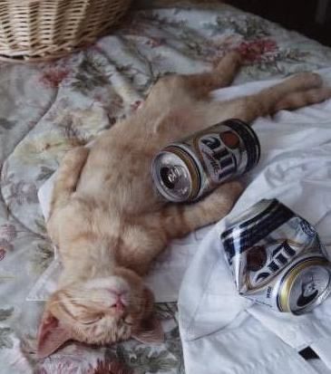 cat???????????????????????????????????