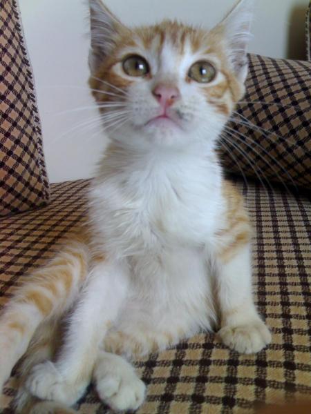 my cat...pospos...